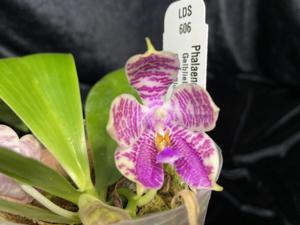 Phalaenopsis LD Gelb Blue Diamond