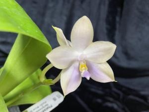 Phalaenopsis LD Gelb Blue Diamond