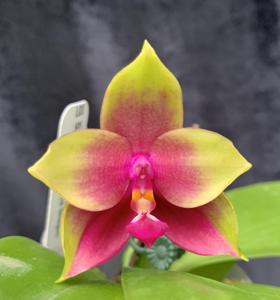 Phalaenopsis LD Red Sparrow