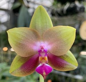 Phalaenopsis LD Red Sparrow