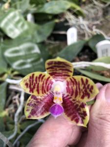 Phalaenopsis Tejas Spice