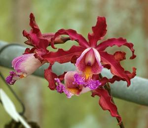 Myrmecocattleya Alberto Porras