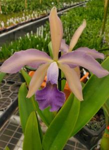 Cattleya Atlanta