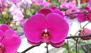 Phalaenopsis DO Red Rose