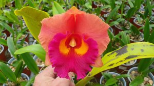 Rhyncholaeliocattleya Phet Thanatorn