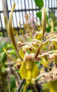 Dendrobium Nusantara