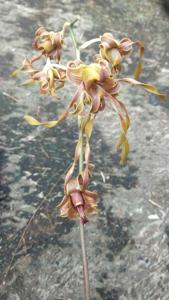 Dendrobium Nusantara