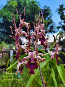 Dendrobium Nusantara