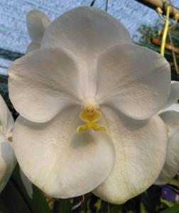 Vanda Hongsilp