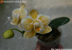 Phalaenopsis Yaphon Golden Leopard