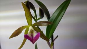 Brassocattleya Tigrinodosa