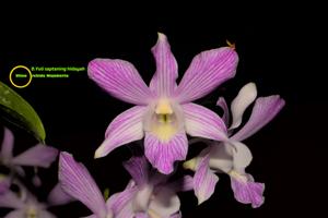 Dendrobium Yuli Saptaning Hidayah