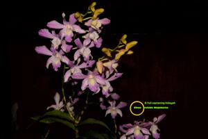 Dendrobium Yuli Saptaning Hidayah