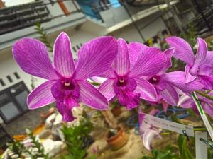 Dendrobium Yuli Saptaning Hidayah