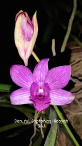 Dendrobium Yuli Saptaning Hidayah