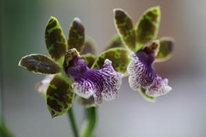 Zygopetalum Sensation