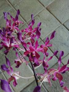 Dendrobium Nakhla Argani