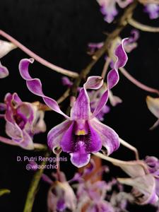 Dendrobium Putri Rengganis