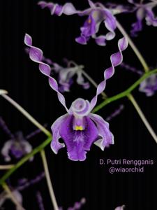 Dendrobium Putri Rengganis