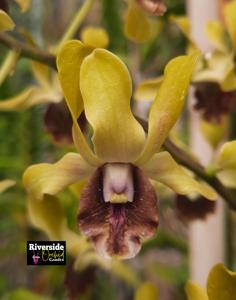 Dendrobium Denny Hardianto