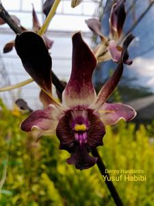 Dendrobium Denny Hardianto