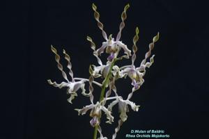 Dendrobium Wulan of Baldric