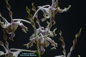 Dendrobium Wulan of Baldric