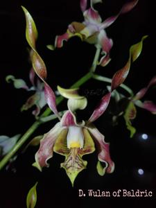 Dendrobium Wulan of Baldric