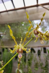 Dendrobium Wulan of Baldric