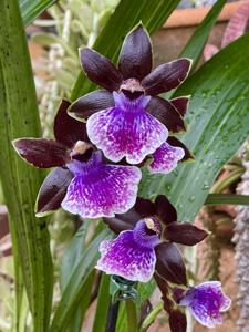 Zygopetalum Magic Purple