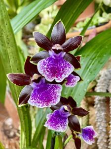 Zygopetalum Magic Purple