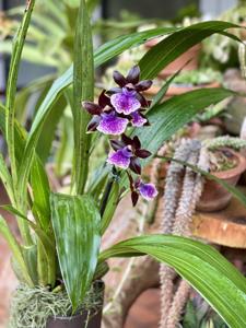 Zygopetalum Magic Purple