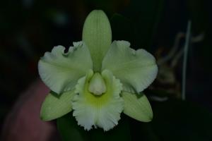 Rhyncholaeliocattleya Topaz Jardin