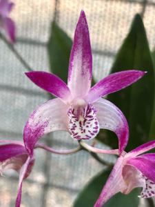 Dendrobium Sideshow Alley