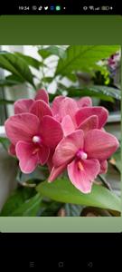 Phalaenopsis Charming Salmon