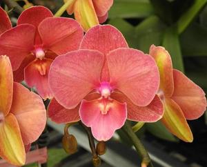 Phalaenopsis Charming Salmon