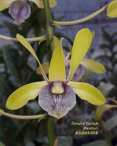 Dendrobium Tarian Mentari