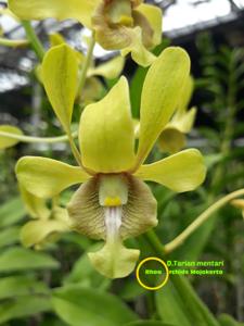 Dendrobium Tarian Mentari