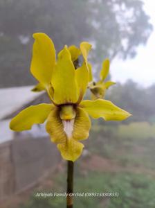 Dendrobium Tarian Mentari