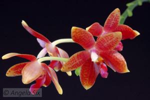 Phalaenopsis Memoria Horst Zeltner