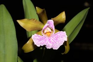 Cattleychea Pink Carambola