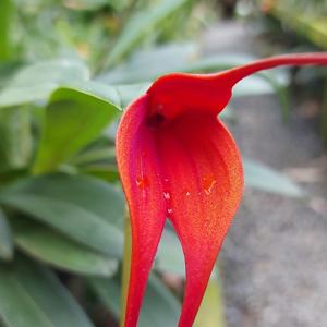 Masdevallia Paramuna