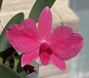 Cattleya Pink Diamond