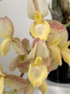 Catasetum Memoria Dorothy Wells
