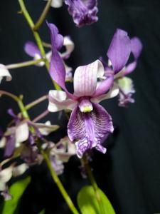 Dendrobium Ratu Malika