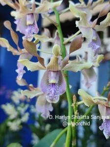 Dendrobium Herlyn Shalytta Sanjaya