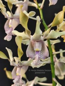 Dendrobium Herlyn Shalytta Sanjaya