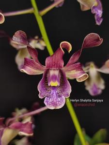 Dendrobium Herlyn Shalytta Sanjaya