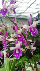 Dendrobium Herlyn Shalytta Sanjaya