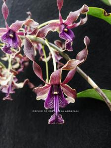 Dendrobium Eka Andayani